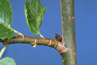 TreesWinnipeg's tweet photo. Thinking of pruning your elm this summer? Think again!
Elm bark beetles can spread DED and are highly attracted to freshly cut wood in spring.
To prevent the spread of DED, elms may only be pruned before April 1st and after July 31. #stopDED https://t.co/XKfvH3yAC6
