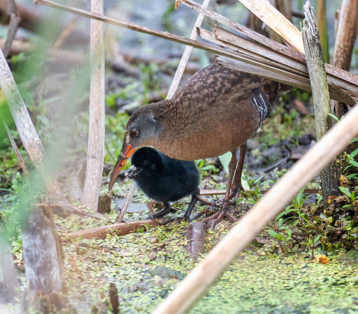 JocAPhotography's tweet image. A Virginia Rail and one of its chicks, who is sticking out its tongue. The parent had just brought over a tasty morsel for the little fuzzy.