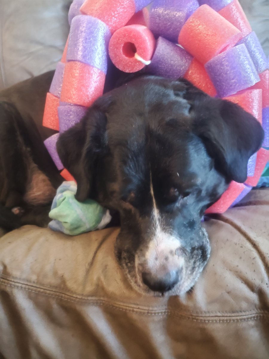 FifiFionaG's tweet photo. Sad dog. "Spring allergies" make my tail and face itchy. Daddy doesn't care. He did this. I can't bite the itchies off my tail anymore. I am sad dog. https://t.co/tnWGeyNYDo