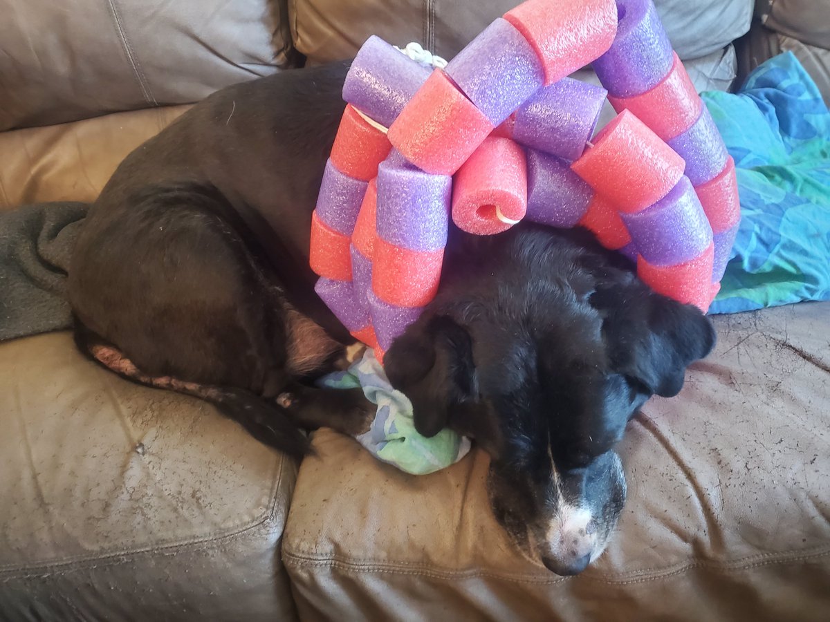 FifiFionaG's tweet photo. Sad dog. "Spring allergies" make my tail and face itchy. Daddy doesn't care. He did this. I can't bite the itchies off my tail anymore. I am sad dog. https://t.co/tnWGeyNYDo