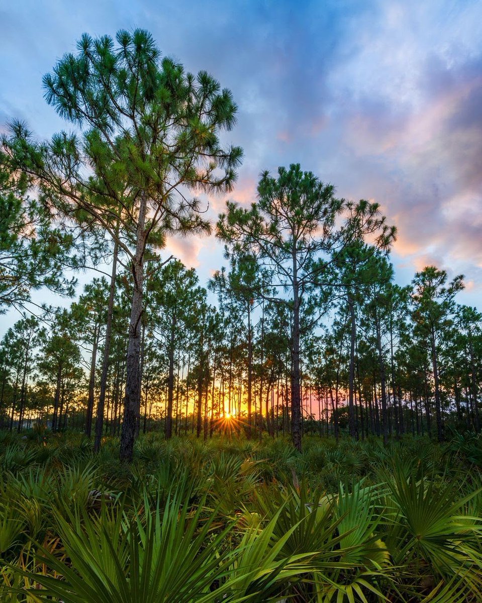 The sun creates a golden glow in the Pine Rocklands, and we're just here, taking it all in. 

Where do you go to "get away from it all"?

Pic: German Perez