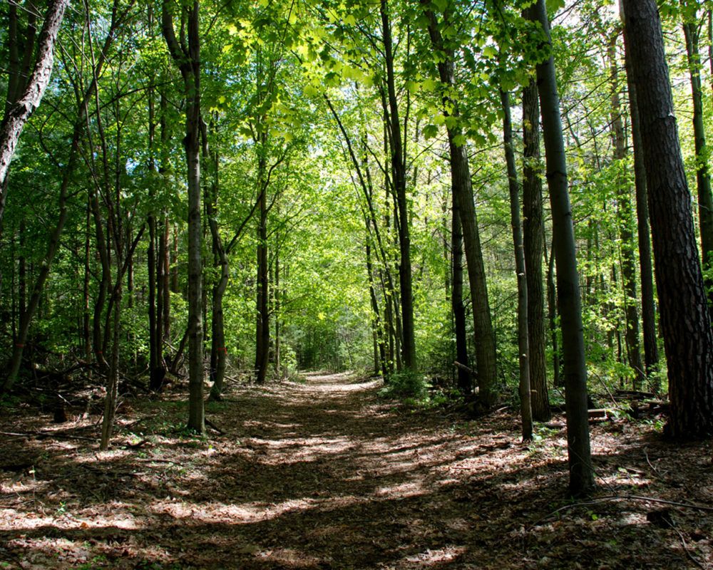 LPWBR's tweet photo. It’s #PriorityPlaceThursday! The Forests and Treed Swamps Working Group is targeting woody invasive species in the Priority Place which threaten native plants and biodiversity. Learn more on our website: https://t.co/WTj24IEUES https://t.co/w40vXphq7A