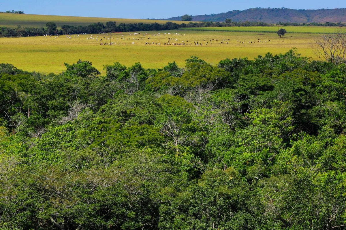 ForbesBR's tweet image. Avaliada em US$ 11 milhões, primeira emissão de CRA Verde coletivo do mundo é realizada no Brasil bit.ly/2SGKaje

#Forbesbr #CRAVerde #Brasil #ForbesAgro