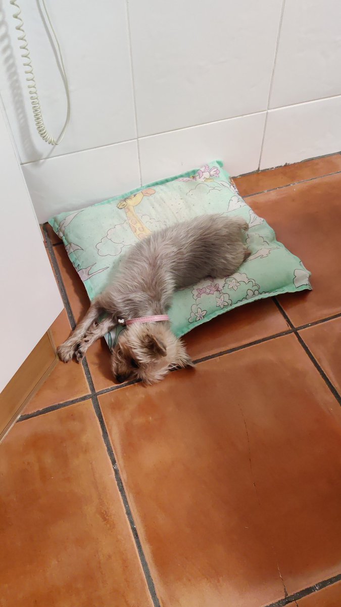 ooscaar7's tweet photo. Yo: Ufff como me duele la espalda

Yo durmiendo: https://t.co/9rqO4Bb4Aj