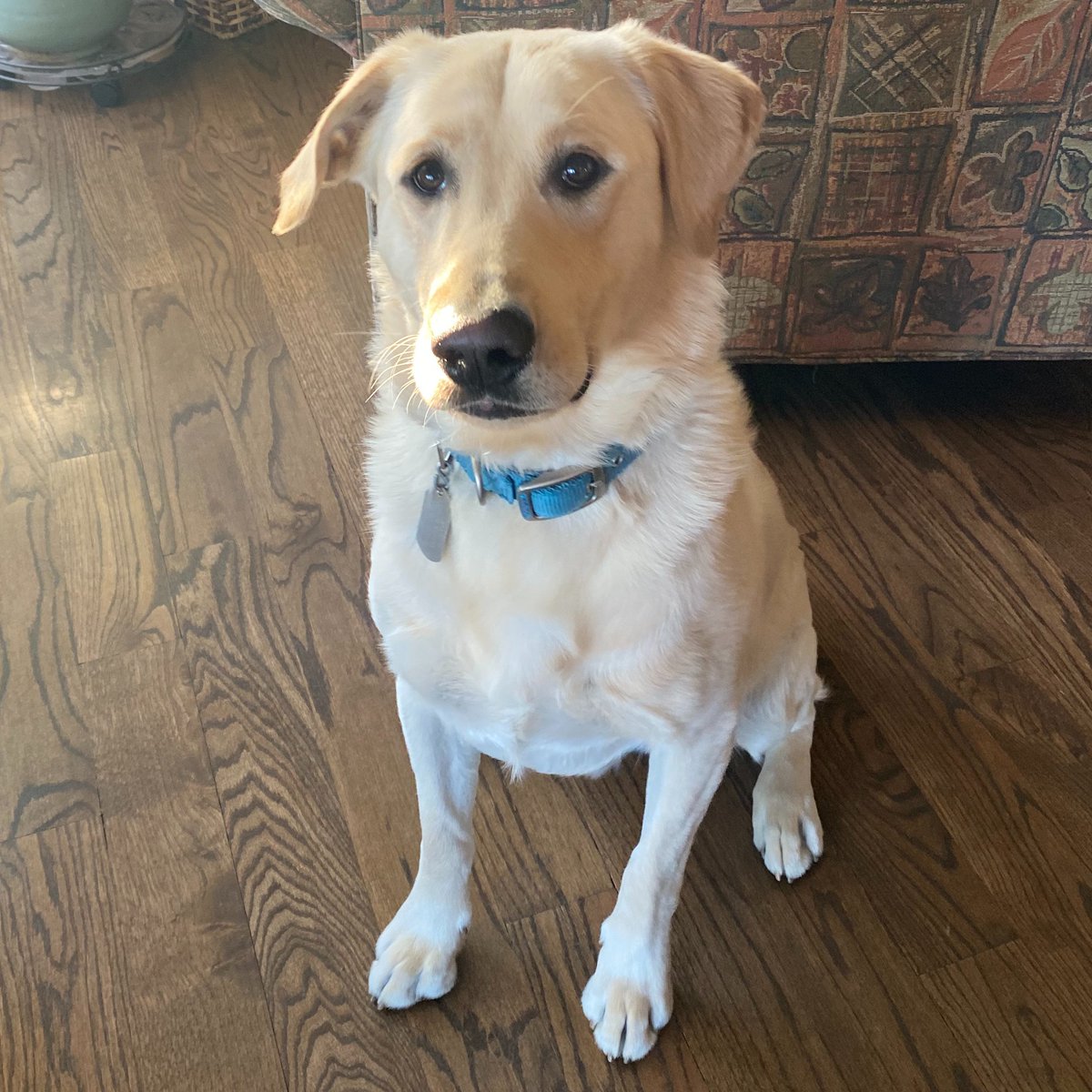 AmyMonty76's tweet photo. Hello fellow #resisters and new friends! I'm so happy to join you all, and excited to join the fight for the heart of our country! Cooper is excited to be a part of the action too :)
#StrongerTogether #LGBTQ #Resist #loveislove #DemocratDogs https://t.co/1pYqWhOOSI
