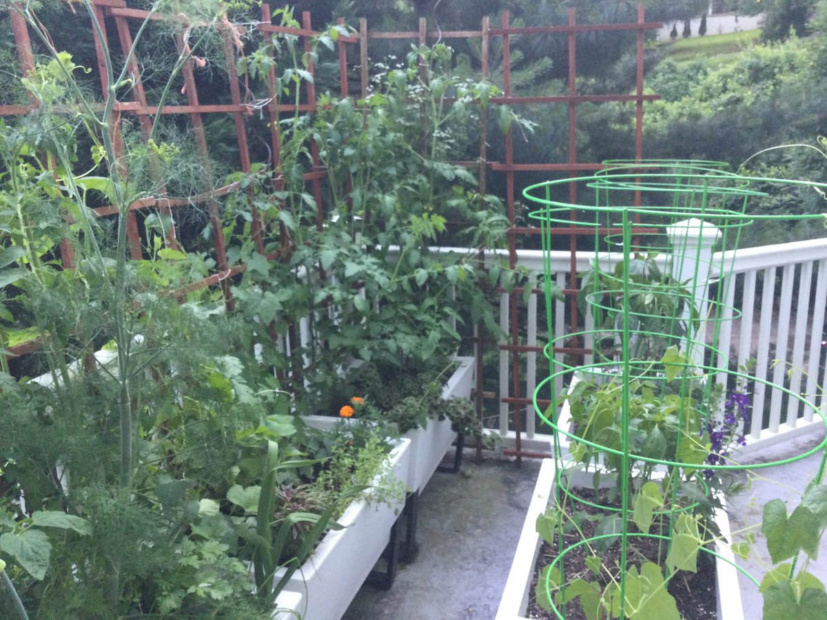Terrace garden photos.  June 17th, 2021