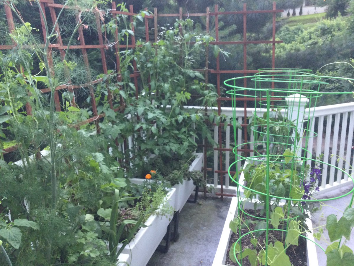 Terrace garden photos. June 17th, 2021