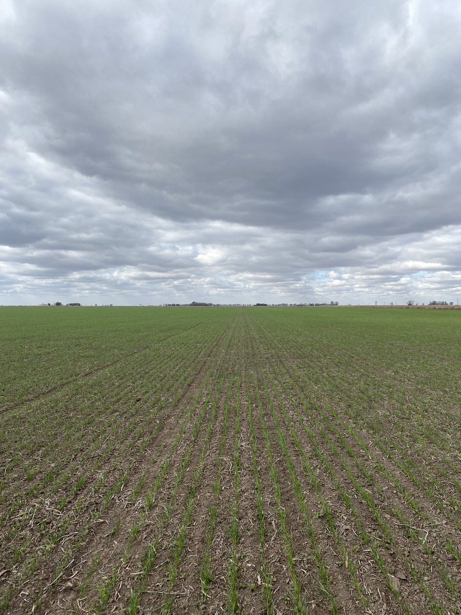 Se pinta de verde el sudeste cordobés ! Excelente emergencia MS INTA 119 en Noetinger.
<a href="/macro_seed/">MacroSeed | LDC</a>