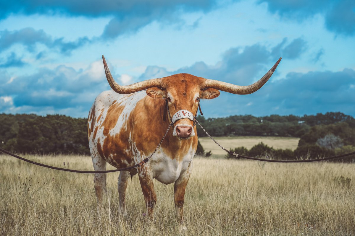 TexasLonghorns's tweet photo. RT if your school has the best mascot 🤘

 #NationalMascotDay https://t.co/okSLEZJDco