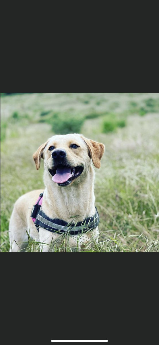 Happiest dog you ever did see 💕