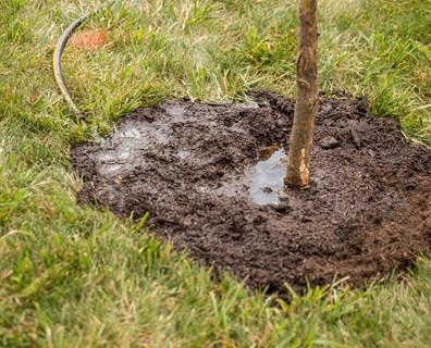 TreesWinnipeg's tweet photo. Doing your part to prevent the spread of Dutch elm disease is as easy as 1๏ธโฃ 2๏ธ 3๏ธโฃ! #stopDED
1. Look for the signs. An elm tree with wilting, discoloured leaves may be in trouble.
2. Don't move elm firewood! Buy it where you burn it!
3. Water your elms! They are thirsty! https://t.co/mwdDiGJdjA