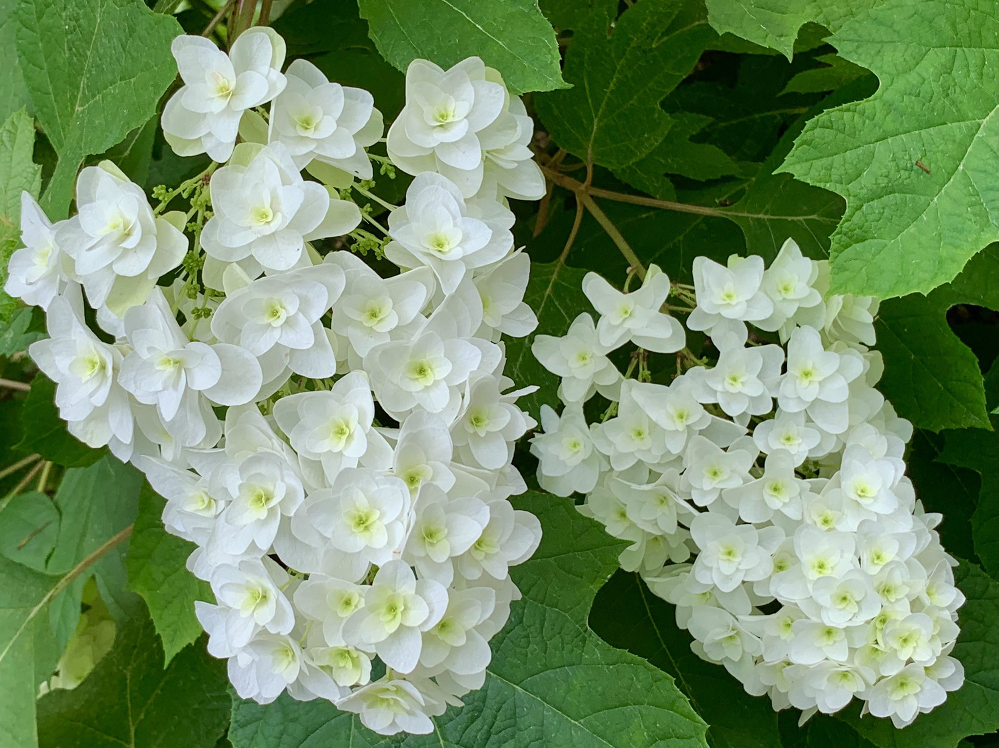 Cloudsailor 星羅の一日一花 カシワバアジサイ 柏葉紫陽花 葉の形がカシワに似ているため 花は円錐状あるいは ピラミッド型に付く アジサイ科 ユキノシタ科 アジサイ属 北米東南部原産 Oakleaf Hydrangea Hydrangea Quercifolia Flowers Fleurs