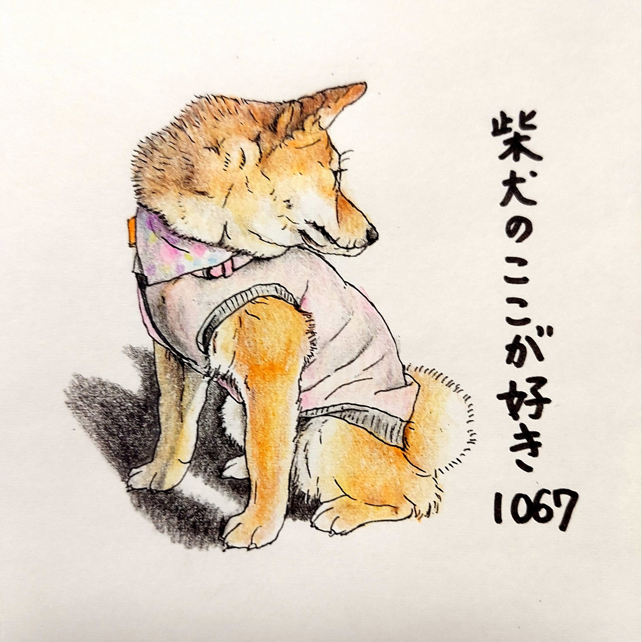 Twitter 上的 ここ柴 体は正面を向いているのに 真後ろを見られるとこ 右にぐるん 左にぐるん 後ろでコソコソしてても見えてますよ 柴犬のここが好き ここ柴 ここ柴部 柴犬 イラスト 色鉛筆 T Co Xvk6jnqzwv Twitter