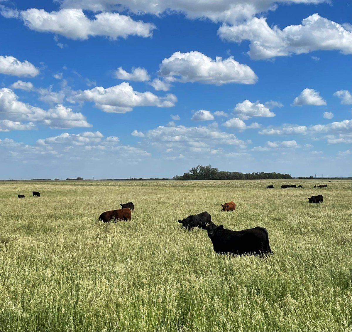 meganwasden's tweet photo. Some happy steers on a very windy day! #foragesystems @DrBart_Beef @LFCE_usask @agbiousask https://t.co/sQucW0NtBw