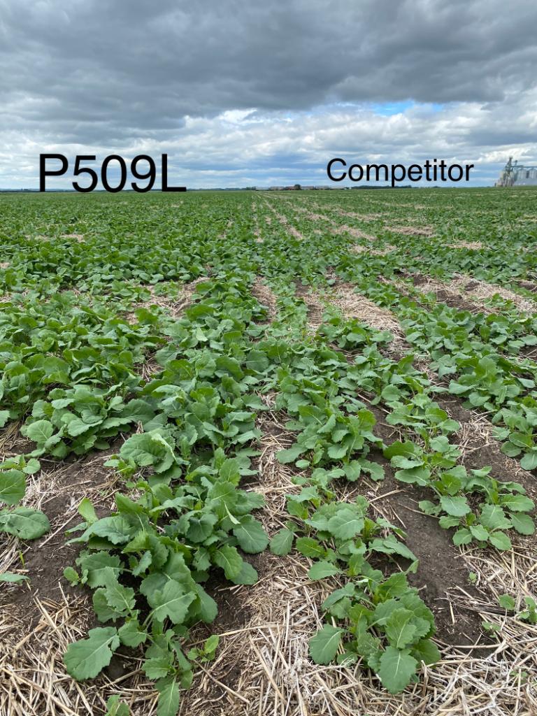 Sent in from our Area Agronomist <a href="/GregoireJenna/">Jenna Gregoire</a> from NW Sask, this Pioneer Protector P509L canola is showing its early vigour and excellent emergence vs. the competitor! #WestCdnAg
