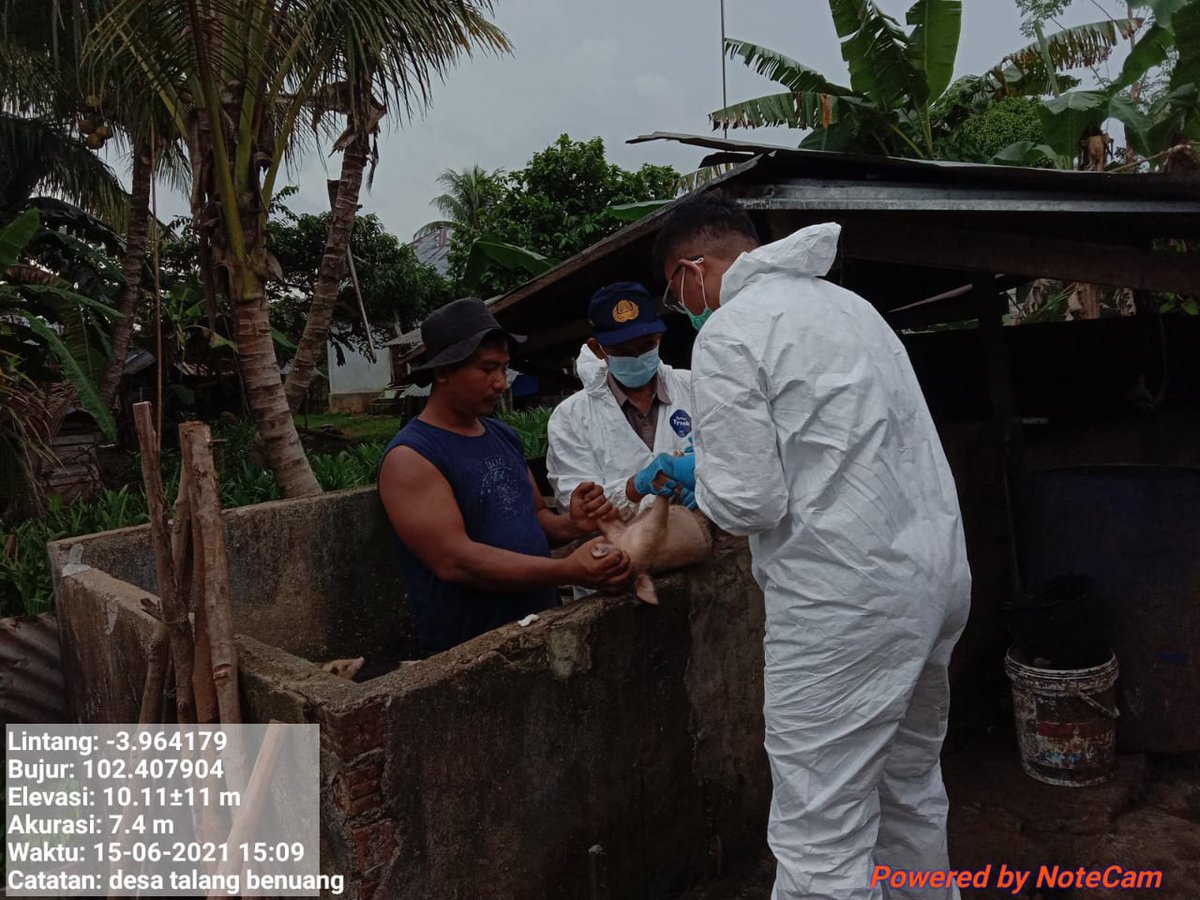 Surveilans ASF di Kab Seluma, memastikan kondisi ternak babi sehat dan juga peternak memahami tentang pencegahan penyakit ASF