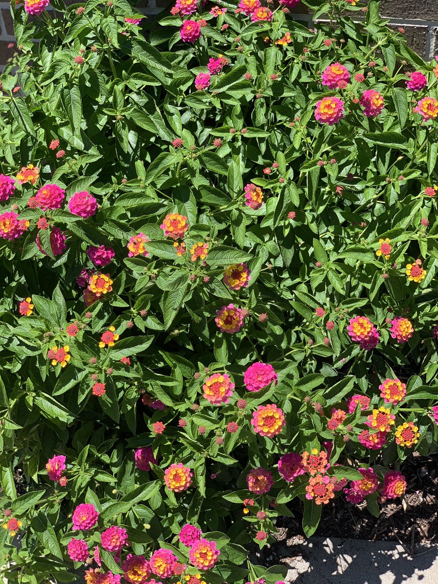 Cookie_Customs's tweet photo. Beautiful flowers putting us in a happy place for our first pop-up this weekend! https://t.co/L6ij2oOgMQ