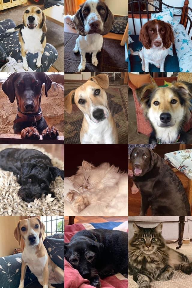 theSusanGibson's tweet image. @DefraGovUK  : Let these military pets come home! Everyone please Sign the Petition! chng.it/pxhv6dPd via @UKChange #dontleaveusbehind #militarypets #armedforces #dogs #cats
