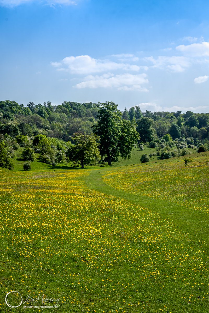 lisamyring's tweet photo. "Buttercup Fields III" by Lisa Myring.

Tring Park
May 2021
Pentax K-S2
@tringpark_team, @woodlandtrust

#Cloud, #Naturallandscape, #Tree, #Green, #Meadow, #Plant, #Grass, #Sky, #TringPark, #Landscape

https://t.co/v78L4w7oSn https://t.co/1NggizWq20