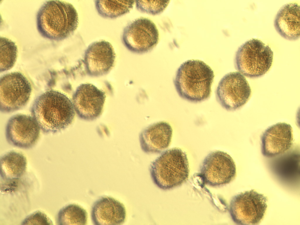 WASeaGrant's tweet photo. More news on #phytoplankton research @uwnews https://t.co/19Lcbvm1hs
@noaacoastalsci @NWMaritimeCtr @nwtreatytribes @nwifc @SeaGrant @NOAAFish_NWFSC https://t.co/FZe8LcFuvJ