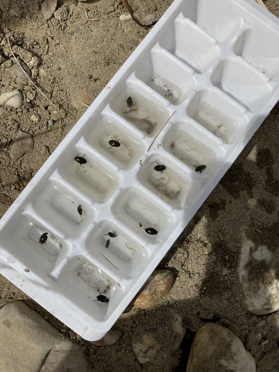 Gr5ScienceKids's tweet photo. What a great day with @Teach_McIntosh and Grade 5 from @WeAreLouisCBE. Found some amazing wetland creatures @CalgaryParks South Glenmore Park. https://t.co/nVhO6HJzvd