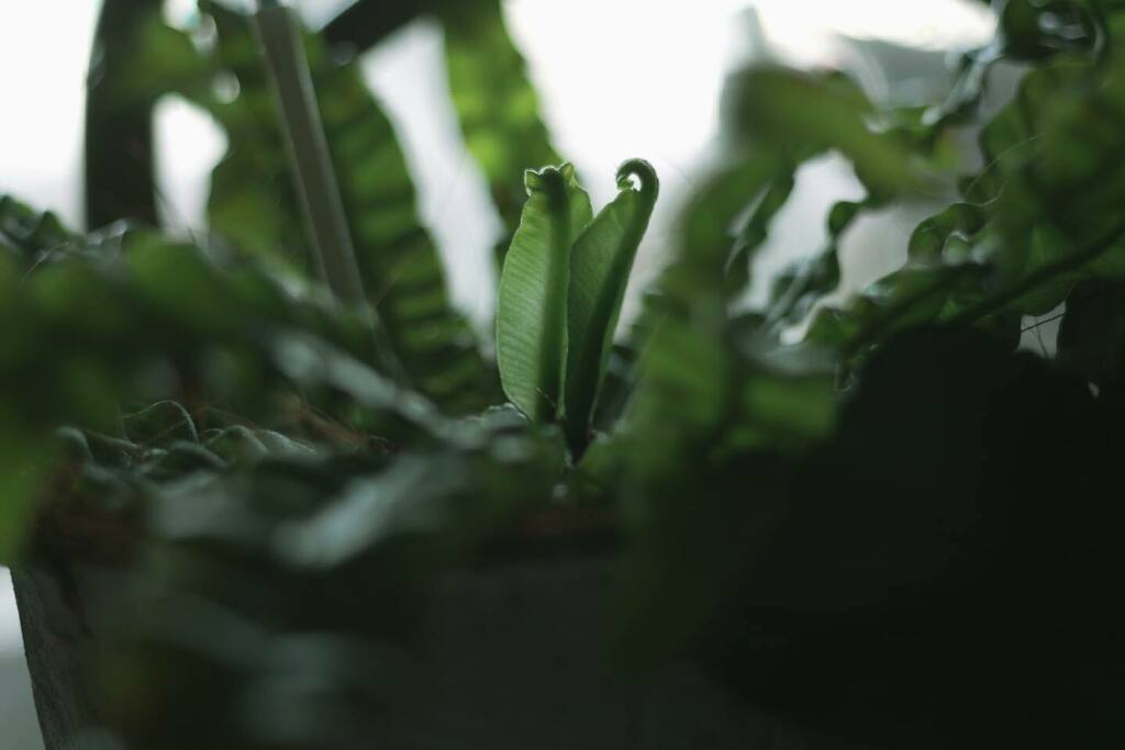 cayo087's tweet photo. .
an.tte le 18 juin 2021.
エメラルドウェーブ
新芽🌱ニョキニョキ❤️
.
.
#エメラルドウェーブ
サラダみたいな葉
#暮らしを楽しむ
#観葉植物のある暮らし
#観葉植物
#cayo087 https://t.co/apM3i0TAGp https://t.co/uPkAeMcadt