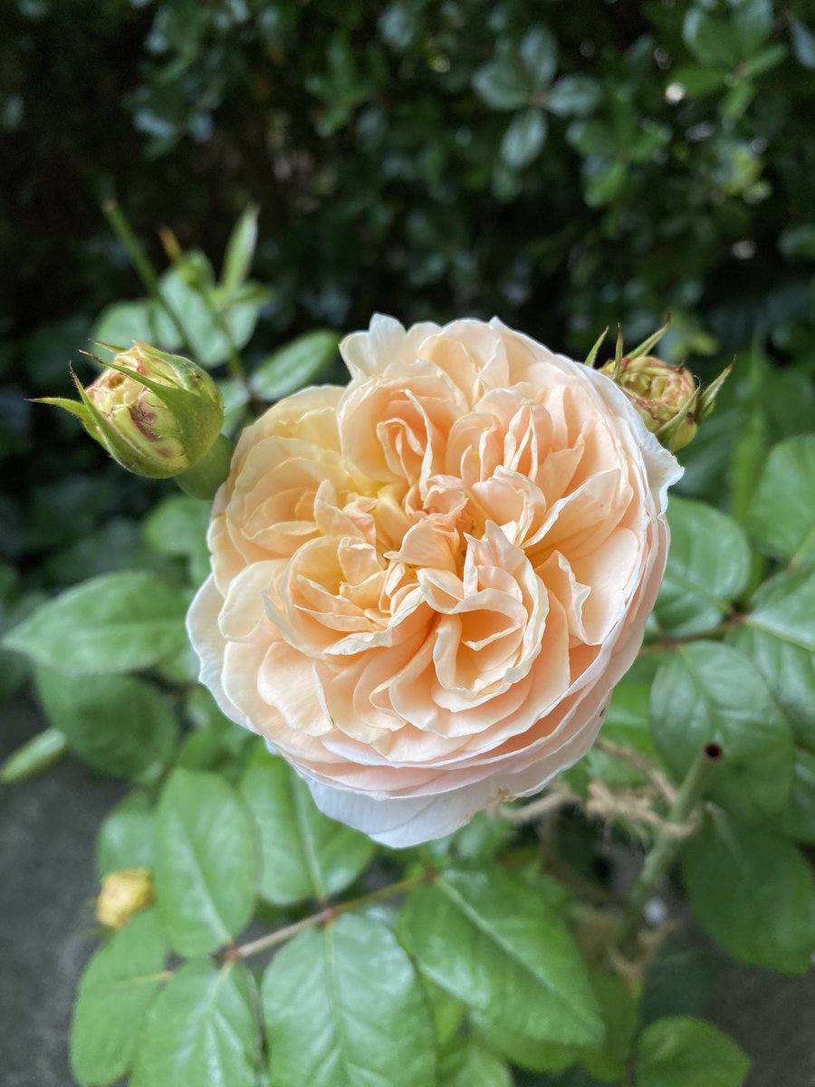 リコ Rico Mococo Twitter