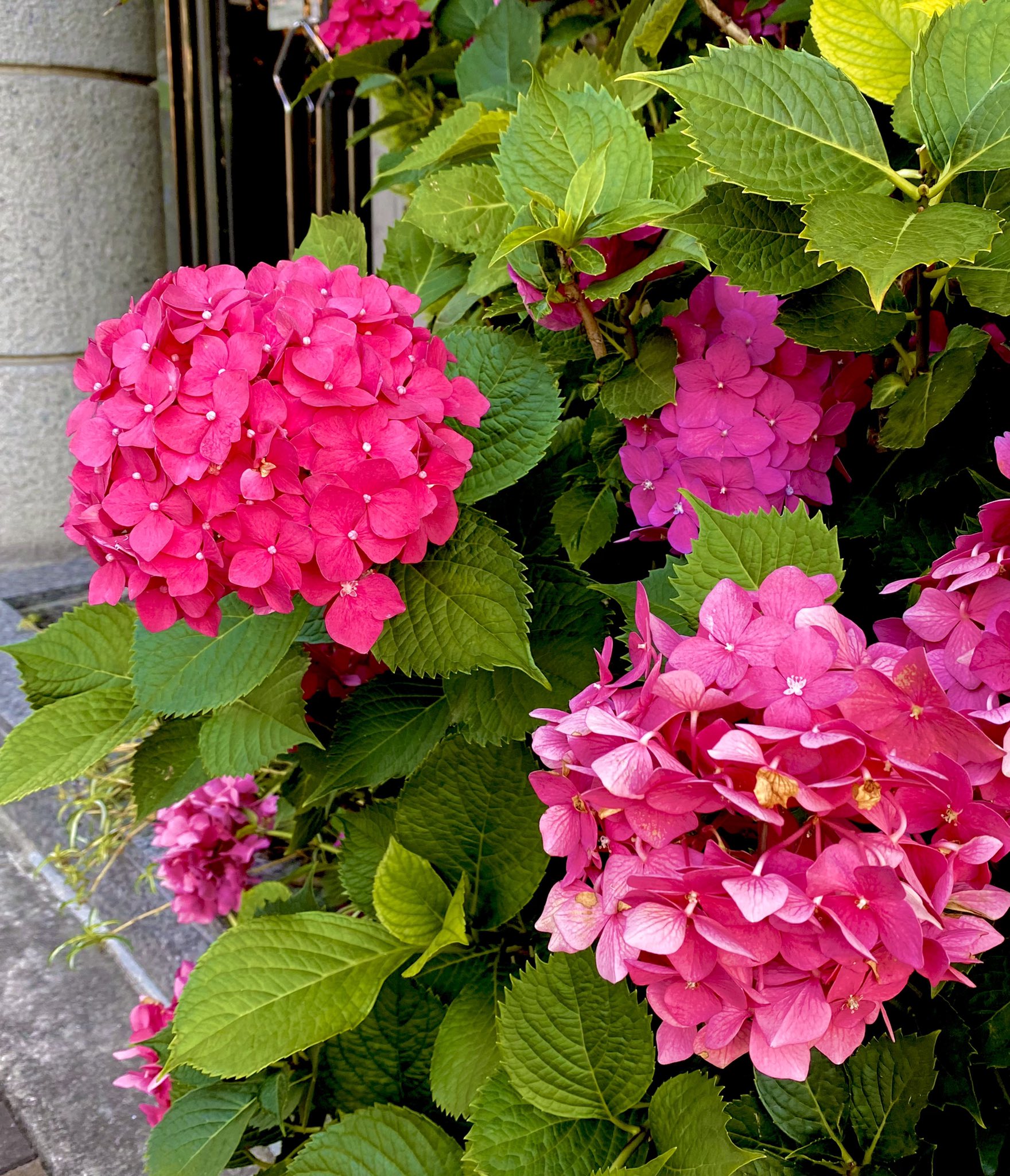 マウスくん 赤い紫陽花ってあんまり見なくないですか 梅雨明けはまだかな T Co Ifj0j9rwur Twitter