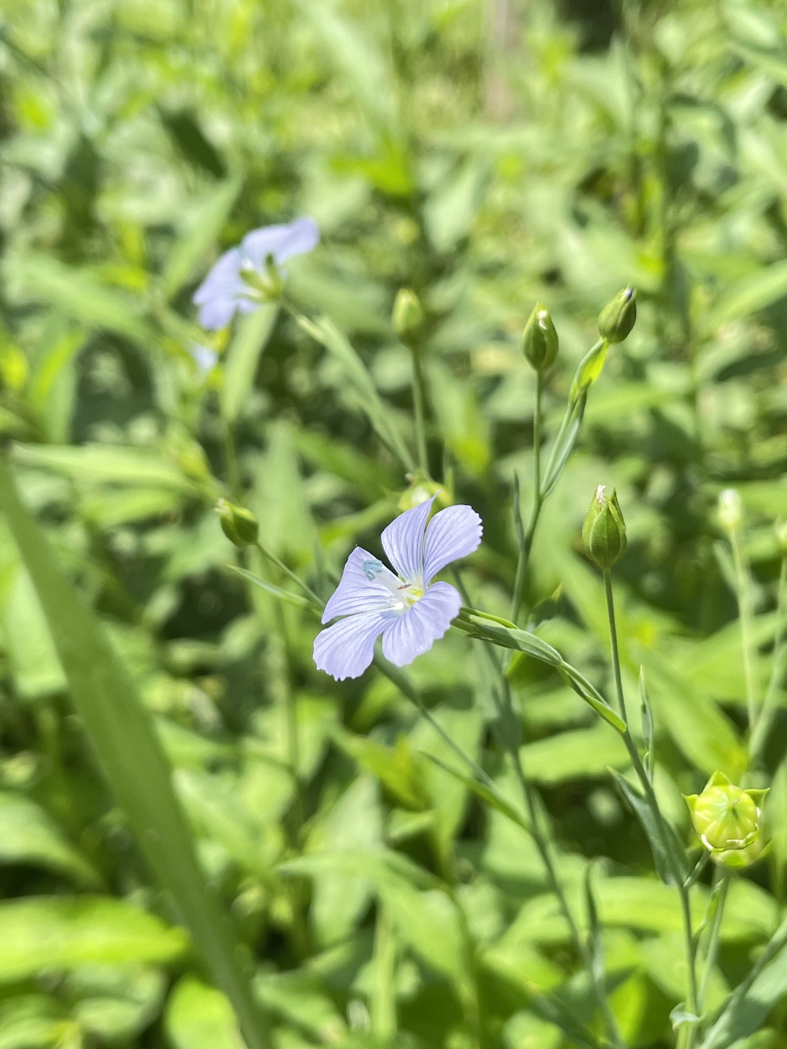 Uzivatel Mumemobotanical Na Twitteru アマ 亜麻 茎は細く 上部で枝分かれします 葉は互生する単葉で線形 披針形です 花は清楚な薄紫の５弁花で 蕊の先の葯の薄いブルーが魅惑的 種子からは亜麻仁油が採れるそう アマ科 鵠沼海岸6 27 F384 T Co