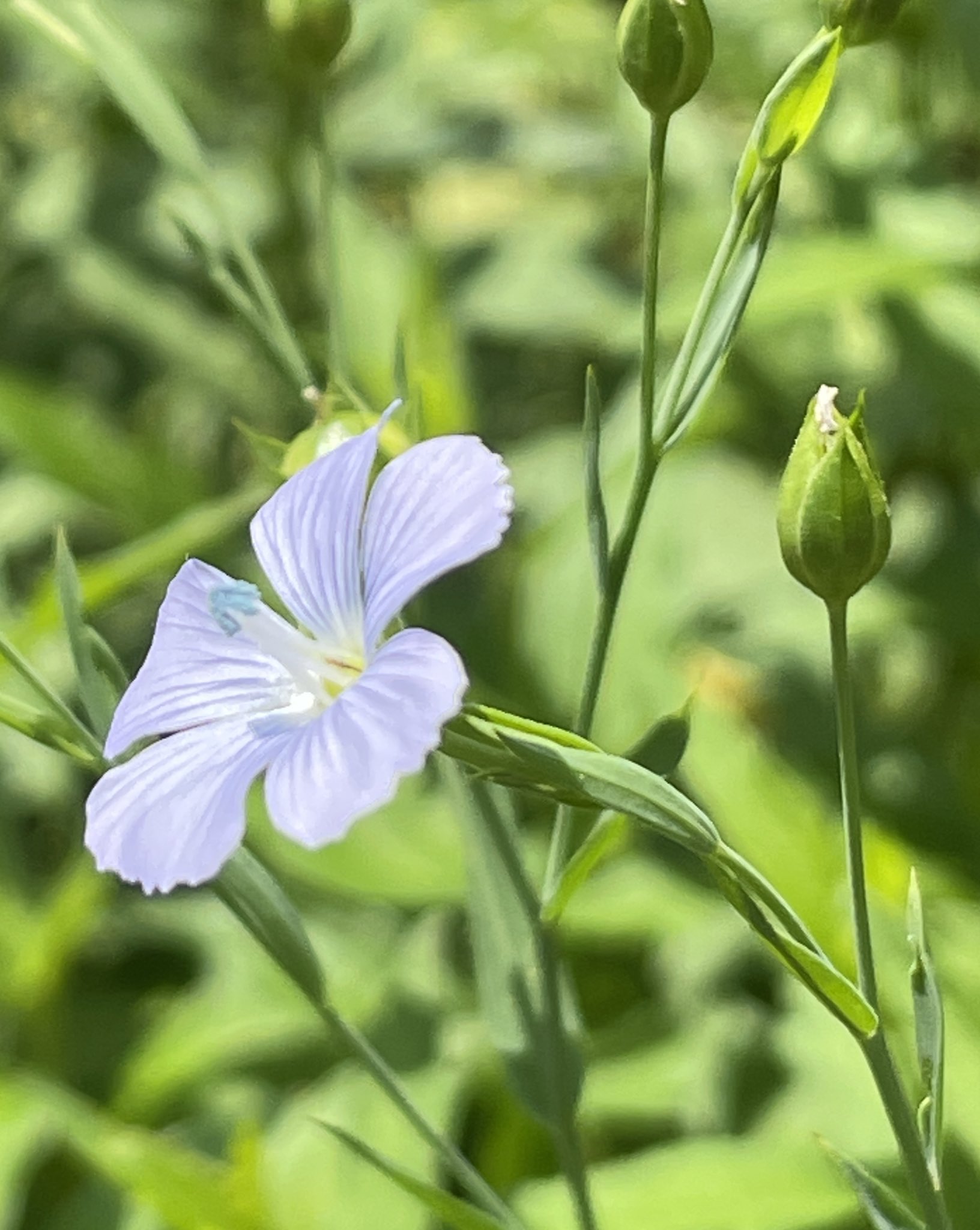 Uzivatel Mumemobotanical Na Twitteru アマ 亜麻 茎は細く 上部で枝分かれします 葉は互生する単葉で線形 披針形です 花は清楚な薄紫の５弁花で 蕊の先の葯の薄いブルーが魅惑的 種子からは亜麻仁油が採れるそう アマ科 鵠沼海岸6 27 F384 T Co