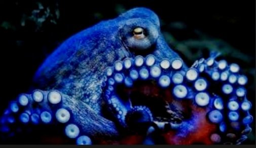 ExpansivePod's tweet image. Octopuses have 3 hearts and 9 brains

biogeoplanet.com/why-do-octopus…