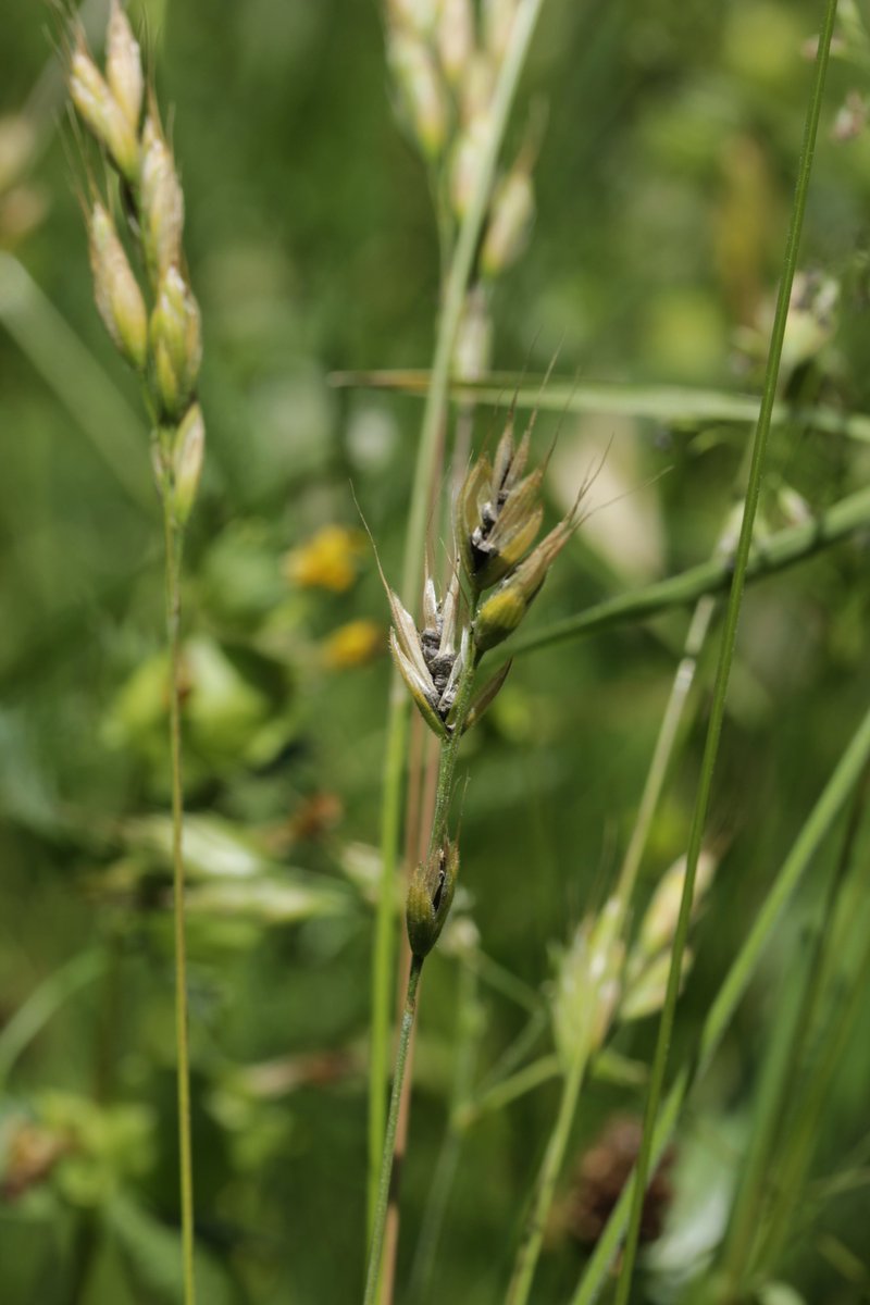 RPilze's tweet photo. Ustilago bromivora ex Bromus hordeaceus
#Bromushordeaceus #Bromus #WeicheTrespe #softbrome #bromemou #forasaccopeloso #barbasdemacho #smut #smutfungus #Brandpilz #Brand #Ustilago #Ustilagobromivora #mushroom #mushrooms #fungus #fungi #pilz #pilze #champignons #champignon #nature https://t.co/muMCVQ5UwP