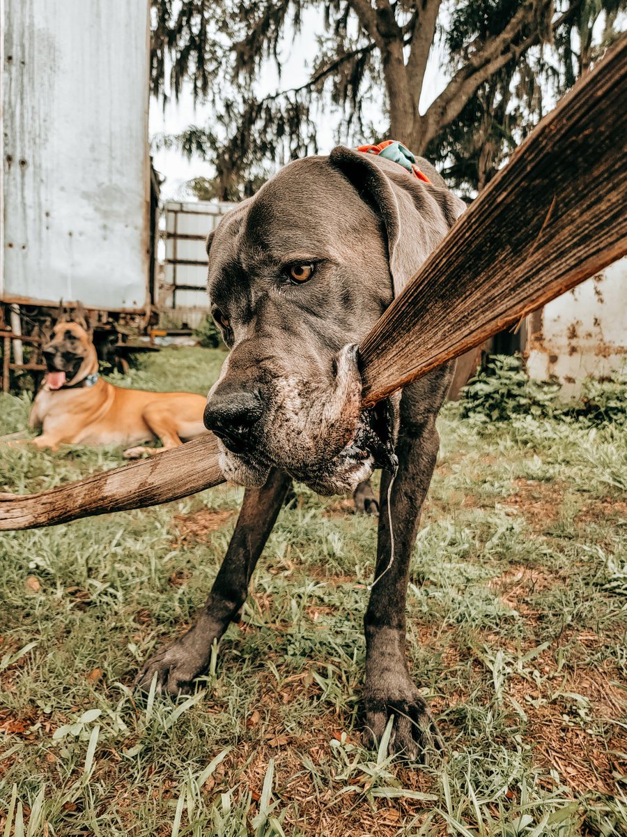 FergusGreatDane's tweet photo. I'm a "succa" for you π΅ππ€£πͺ΄
#dontbeaprickπ΅ #lookinsharp #canttouchthis #prettyflyforacacti #freehugsπ΅ #perfectstick #treebones
β«οΈ
@dog_rates @dogcelebration
#greatdane #bluegreatdane #fergusthebluedane #fawngreatdane #RipleyTheFawnDane #dogsoftwitter https://t.co/fuCX7ozCqu