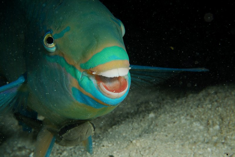 fishpostin's tweet photo. this guy wants a bite of YOUR sandwich #fishingclashgiftcodes WOULD YOU LET HIM TAKE A BITE???? https://t.co/lbkz79KMRX