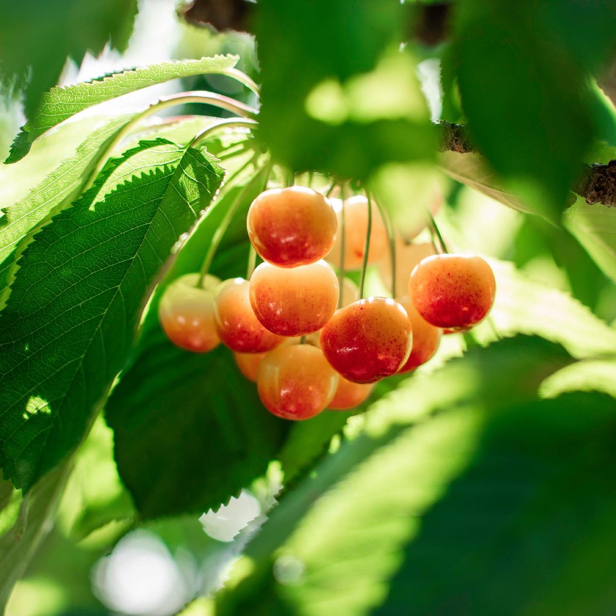 OneontaSRG's tweet photo. This will be fun 🍒😍🤭 Tell us your favorite! 

🧡 or ❤️? #StarrRanchGrowers #Cherries #Rainier #DarkSweet #CherrySeason https://t.co/HIneaWXu2F