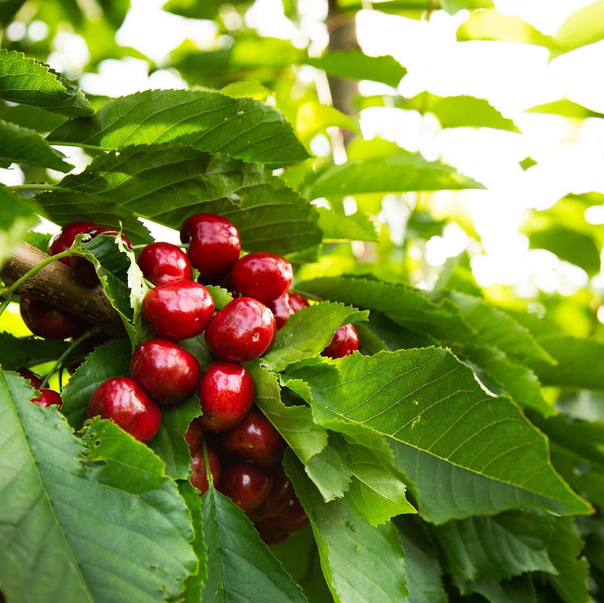 OneontaSRG's tweet photo. This will be fun 🍒😍🤭 Tell us your favorite! 

🧡 or ❤️? #StarrRanchGrowers #Cherries #Rainier #DarkSweet #CherrySeason https://t.co/HIneaWXu2F