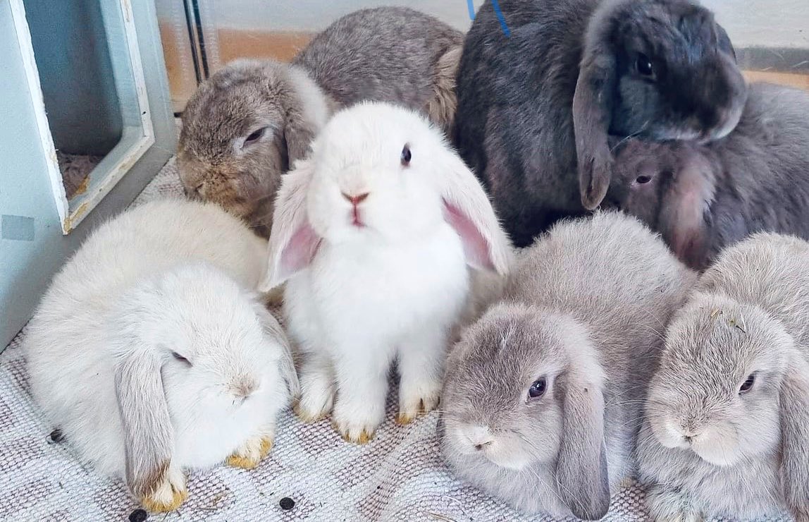 BodayoshiNFT's tweet photo. ✨💖SPECIAL DROP!💖✨
🐰Bonnie is not a usual bunny, she came from the MOON!🌕
🚀She took a long journey from the moon when she heard the prayers from the parrots that they want a bunny as friend so badly!😍
➡️https://t.co/N9iSYnZ0mO
#NFTs #NFTartists #NFTCommunity #nftart https://t.co/2cNwbh0X0B