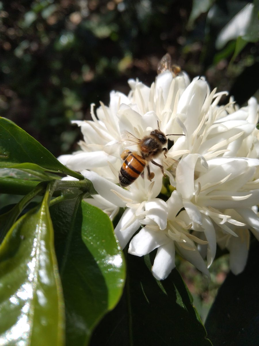 #FotoDelDía l “Es maravilloso ver el cafetal vestido de blanco y que las #abejas lleguen a él. Las palabras no alcanzan para expresar la emoción que se siente ver las flores del #café, son únicas”. Nure Medrano 

Lugar: Finca Holanda, vereda Tierra Nueva - Urumita, La Guajira
