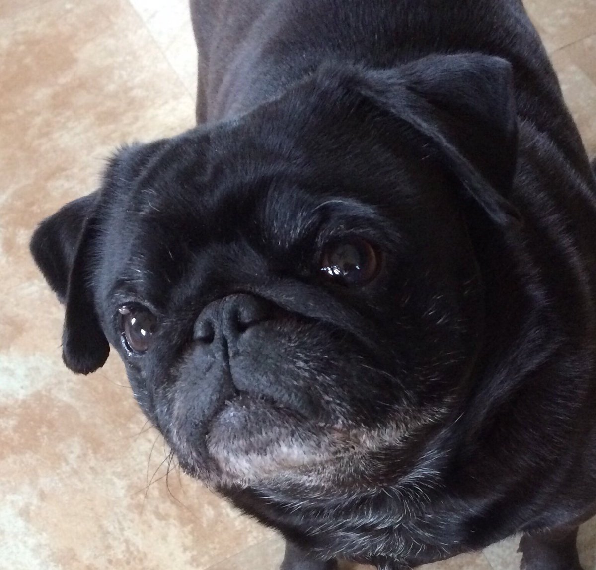 simonsterpug's tweet photo. @HamiltonPug This breaks our hearts to hear, sending all the love in the world to you and your family ❤️ ~your doppelgänger always Nicholas https://t.co/gesoHKOktj
