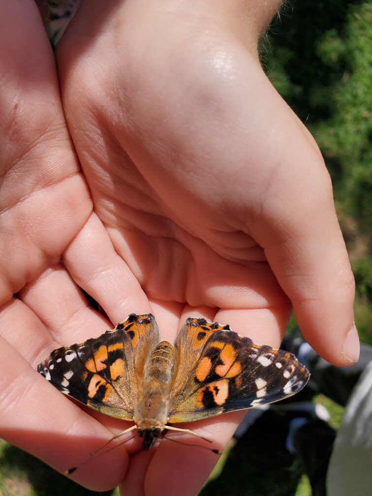 So much joy today (and a little sadness, too) as we said goodbye to our butterflies.  Thanks for inspiring so much learning! 🐛🦋
