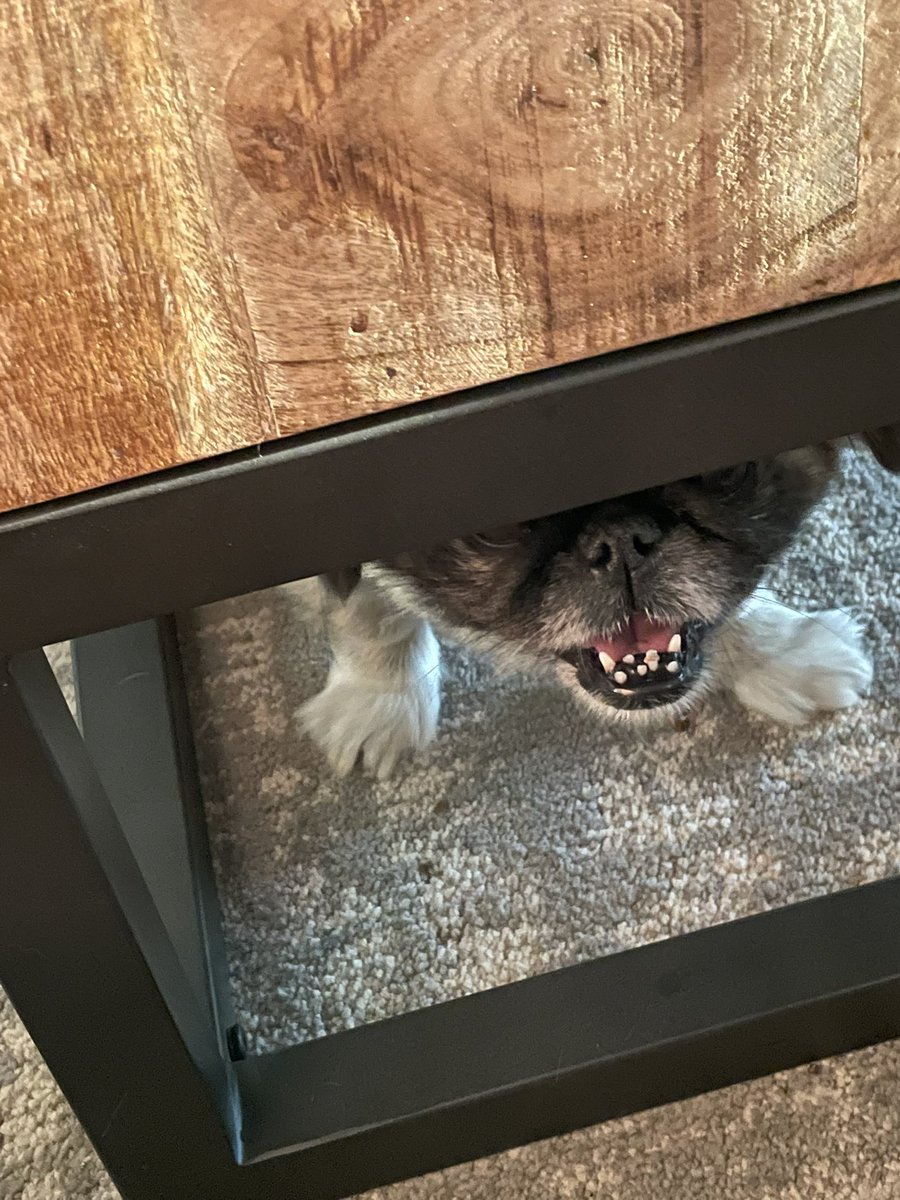 PapaFlex1's tweet photo. In case you thought Gremlins weren’t real… https://t.co/9M8GIKhrM4