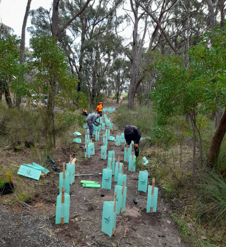 GordonTAFE's tweet photo. Looking to work in the great outdoors? Check out our Certificate III in Landscaping students as they get hands-on working on their tree planting project with @ParksVictoria in Ballarat. Get #realskills, #realexperience, #realoutcomes here; https://t.co/h6mLiAVP7f
#TheGordon https://t.co/VVSfeaFcBw
