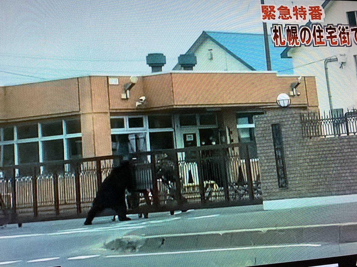 クマって自衛隊員より強いんだ 札幌の市街地にヒグマ出現 門番をしばき倒して駐屯地に突入してしまう Togetter
