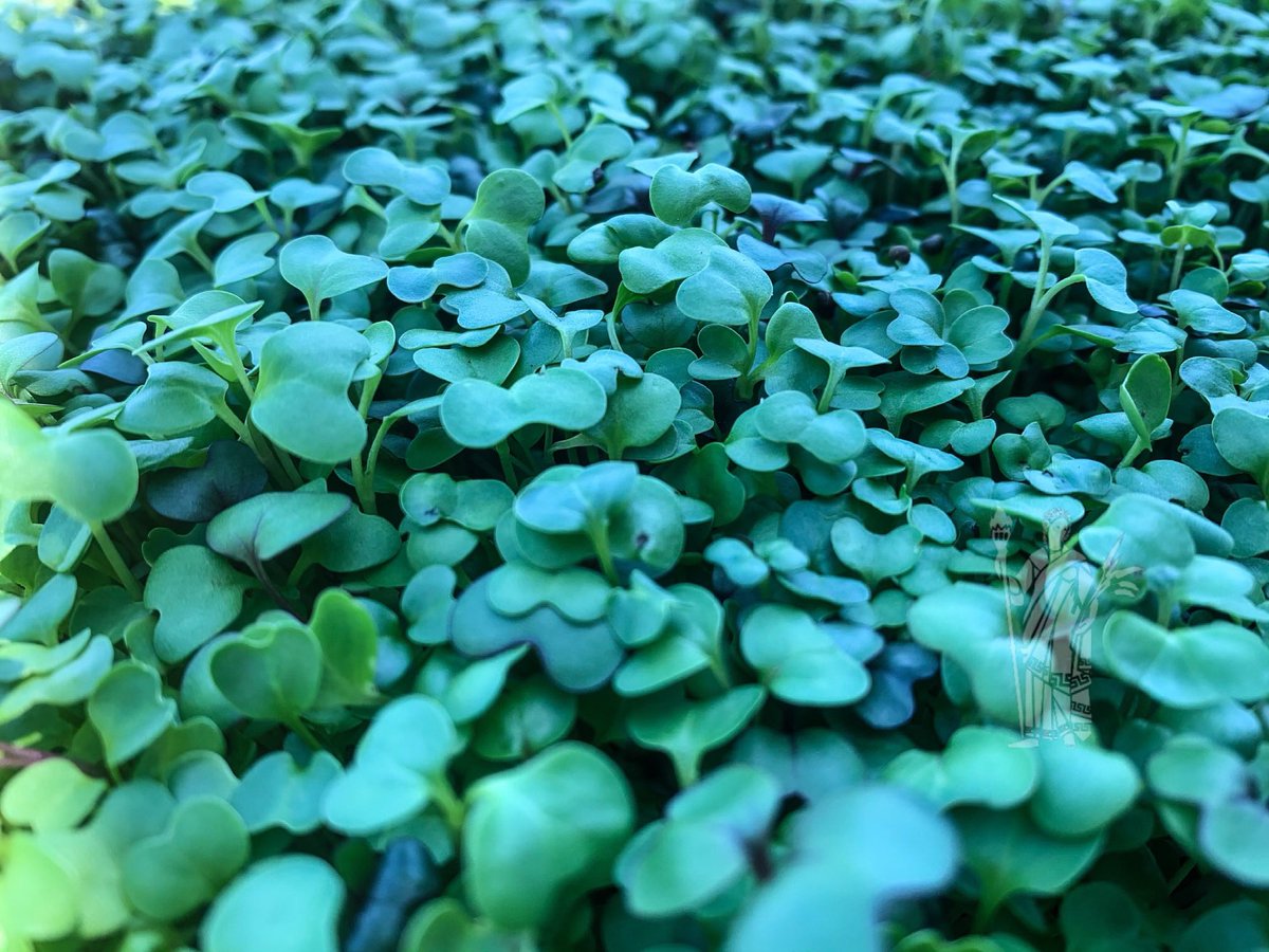 DemetersSource's tweet image. Spicy salad mix canopy #microgreens