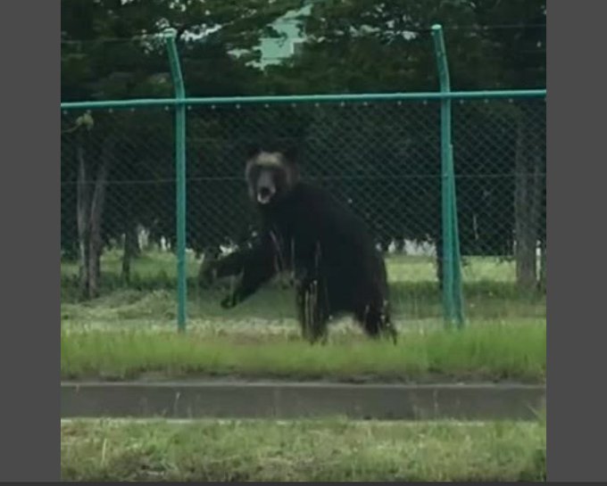 熊 札幌市東区のクマ 自衛隊員が襲われる映像が流される 動画や画像まとめ 丘珠駐屯地 まとめダネ 熊 札幌市東区のクマ 自衛隊員が襲われる映像が流される 動画や画像まとめ 丘珠駐屯地 まとめダネ