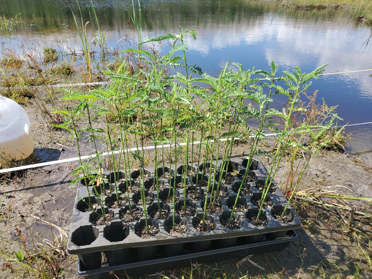 JoshuaPil's tweet photo. Yesterday there weren't any known populations of Aeschynomene virginica or sensitive jointvetch in NC. Today we planted ~300 at Lake #Mattamuskeet!

Planted by a small army of interns and staff from @NCBotGarden and  @USFWSSoutheast. https://t.co/kq7dUTB87Y