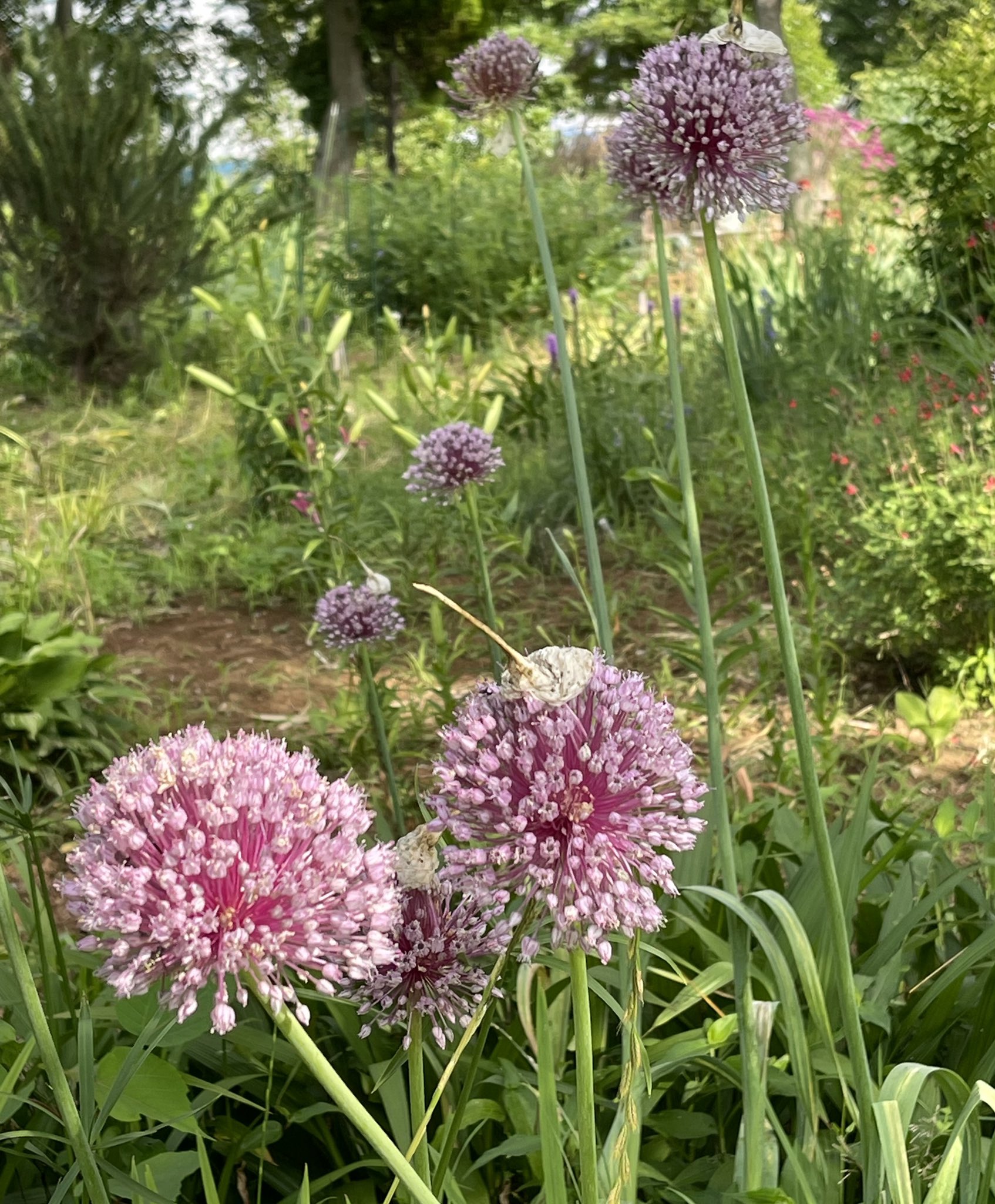 アリンコ アリウムでしょうか 緑の中ですっくと伸びて目立っていました 花言葉は 深い悲しみ 正しい主張 今朝の花散歩 T Co V0khesprbk Twitter