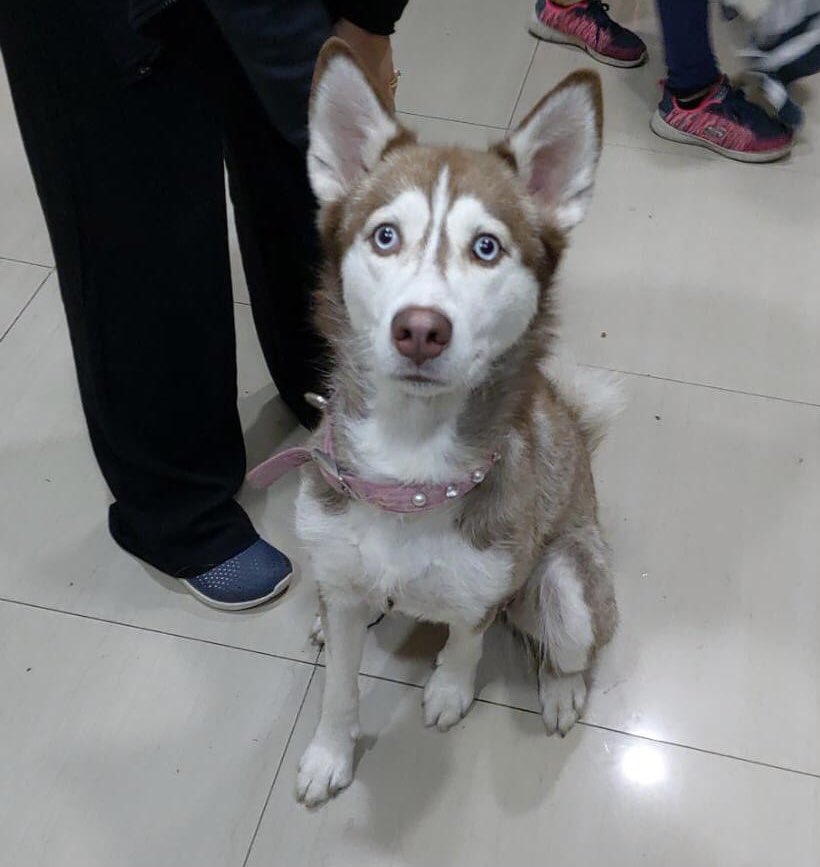 AndreaSSegovia's tweet photo. Nos encontramos esta perrita en Bogotá en la Calle 134 con 7. Está súper tranquila y pareciera que lleva algunos días en la calle.
Si conocen al dueño, escríbanme! 
Y porfa RT para que llegue al dueño. https://t.co/nCkyn2YL8h