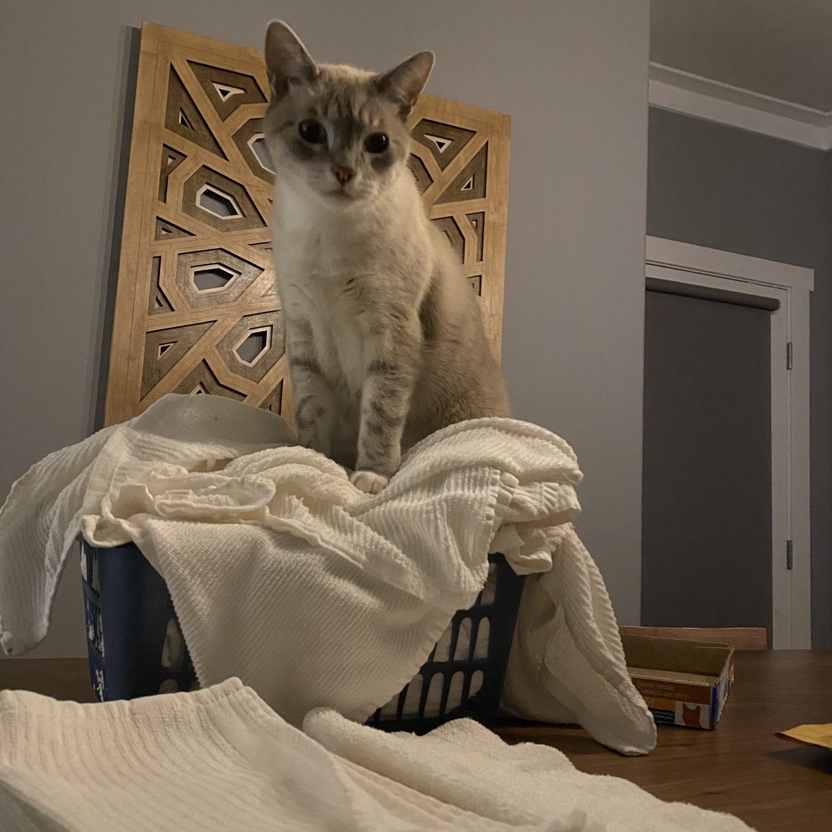 Jayne likes to "help" with a lot of things, even folding kitchen towels 😺
