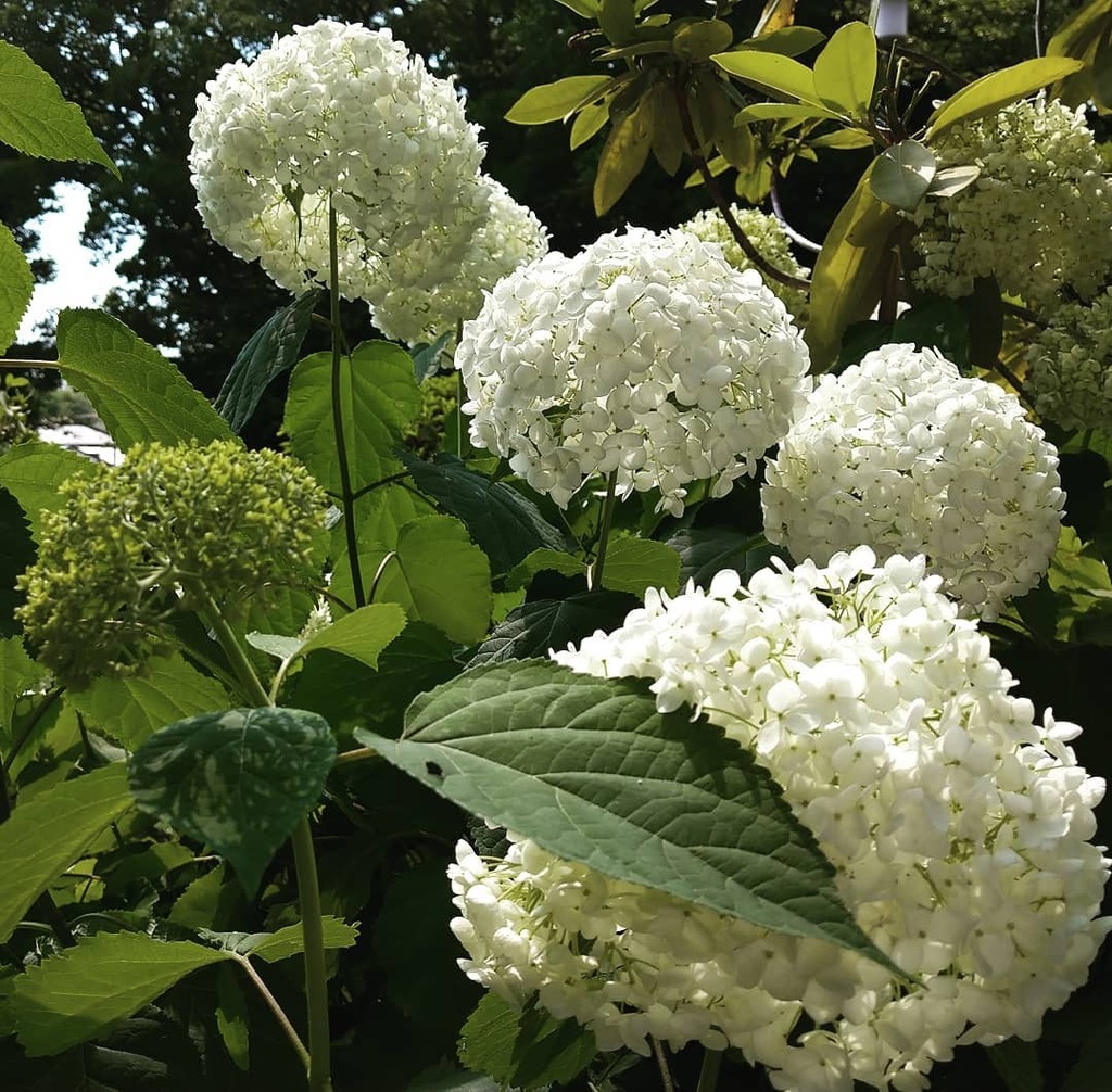 神奈川県花の名所百選 Twitter Search Twitter